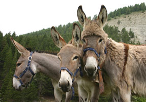 3 Donkeys - par Marc Jauniaux (29-07-2005)